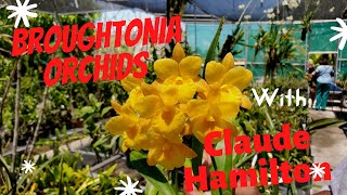 Broughtonia Orchids Special edition with Claude Hamilton [upl. by Dane47]