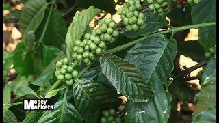 Tips On How To Grow Coffee [upl. by Violette]