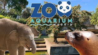 4K ZOO AQUARIUM DE MADRID [upl. by Laufer664]