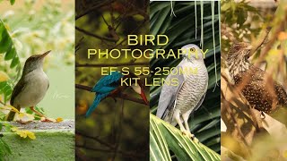 CANON EF S 55250MM ZOOM LENS I BIRD PHOTOGRAPHS I WITH KIT LENS [upl. by Nylrahc]