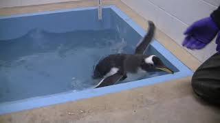 Gentoo Penguin Chick Swim Test [upl. by Lerat]