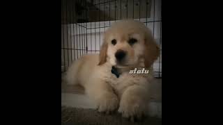 Dog love whatsapp status [upl. by Cid]