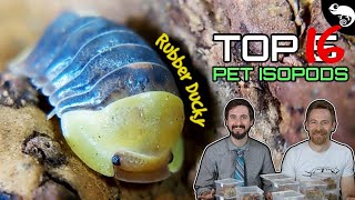 Top 5 Pet Isopods oh make that 16 [upl. by Aiuqat]