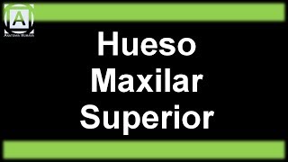 Hueso Maxilar Superior [upl. by Ylaek]