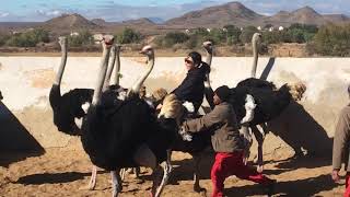 【South Africa】Riding an Ostrich [upl. by Hairas314]