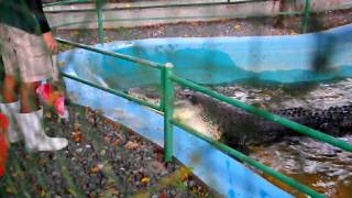 Feeding the Largest Crocodile in the Philippines [upl. by Ynar627]