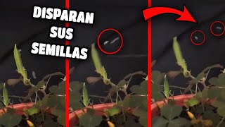 Así funciona la DISPERSIÓN BALÍSTICA de SEMILLAS de algunas especies de plantas🤯🤯 [upl. by Leahcimluap]