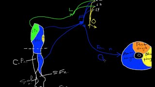 Lumbar plexus tutorial [upl. by Deanna]