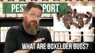 What are Boxelder Bugs  Pest Support [upl. by Oicapot]