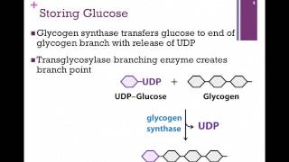 097Glucose Storage amp Release [upl. by Aneeuqal572]