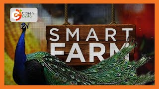 SMART FARM  Focus on ornamental birds in Kiserian Kajiado County [upl. by Eidurt]