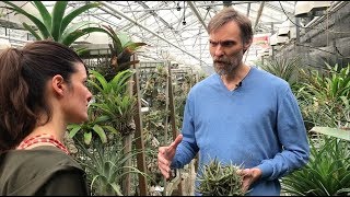 Tillandsia Tour  Utrecht Botanic Gardens Part 1  Plant One On Me — Ep 086 [upl. by Kalmick]