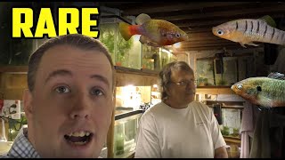 AMAZING FISH ROOM TOUR  So many RARE Fish [upl. by Aehsan]