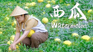 This summer can’t be without watermelon【滇西小哥】 [upl. by Dud]