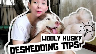 DESHEDDING MY WOOLY HUSKY  WOOLY HUSKY GROOMING TIPS [upl. by Irab484]