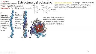 16 Estructura del colágeno [upl. by Ulphi]