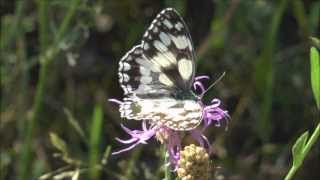 Marbled White Butterfly Melanargia galathea [upl. by Koeppel]