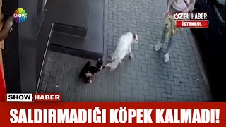 Saldırmadığı köpek kalmadı [upl. by Story]