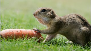 Ürge etetés Ópusztaszeren  European Ground Squirrel Spermophilus citellus feeding in Ópusztaszer [upl. by Ahsilaf220]