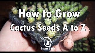 How to Grow Cactus from Seed A to Z [upl. by Raffaello]