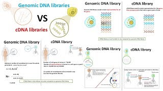 cDNA library vs Genomic DNA library [upl. by Gerri]