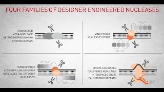 Crispr cas9 gene editing explained [upl. by Calendre439]