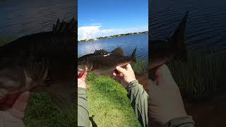 Check Out This Head Shaker  Bass Fishing head shake shorts bassfishing [upl. by Annoya191]