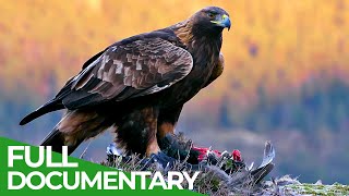 The Golden Eagle  Master of the Sky  Free Documentary Nature [upl. by Narrat]