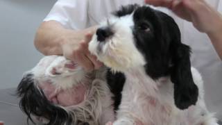 A 5yearlold Cavalier King Charles X has skin infections for 3 years Pt 1 [upl. by Hsekar]