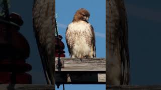 Redtailed Hawk Sounds Video Bird of Prey Nature Sounds [upl. by Arte]