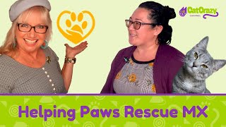 San Diego CFA Cat Show  Helping Paws Rescue MX [upl. by Hearsh]