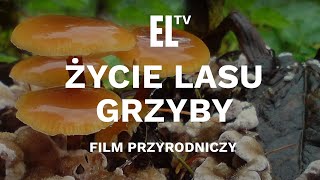 Życie lasu  GRZYBY [upl. by Scotty]