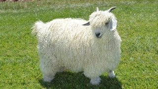 Angora Goats  The Original Mohair Suit [upl. by Ethben]