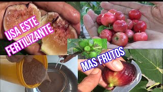 DOS FERTILIZANTES que pondrán TUS PLANTAS a dar MUCHOS FRUTOS casero orgánico fácil y económico [upl. by Enaywd651]