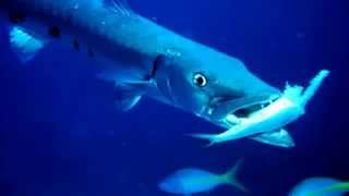 Barracuda Facts 10 facts about Barracudas [upl. by Crissie467]