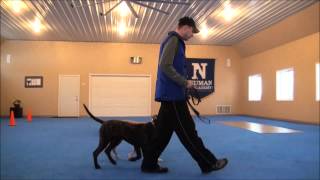 Mac Presa Canario Obedience Training Video [upl. by Maidy]