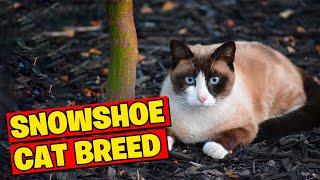 The Snowshoe Cat BreedA Glimpse Into Their Unique Beauty [upl. by Alleacim]