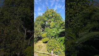 Tranquility in ancient garden of Tenneiji Temple in Onomichi [upl. by Handel]