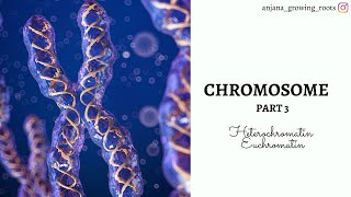 Heterochromatin amp Euchromatin Malayalam  Constitutive Heterochromatin  Facultative Heterochromatin [upl. by Stacey494]