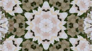 Kaleidoscopic Beauty Bush  432Hz Sound Bath for Relaxation amp Stress Relief  Escape Doom Scrolling [upl. by Flint]