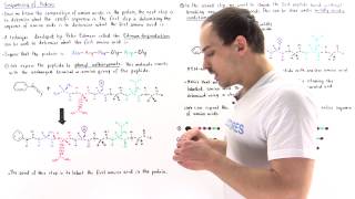 Sequencing Amino Acids and Edman Degradation [upl. by Robinetta]