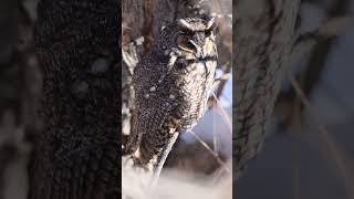 The Long eared Owl 🦉 Check Description for some fun facts nature owl owls [upl. by Jeanelle]