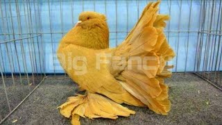 Yellow white blackSilver grey redPurple Fantail Pigeon  American Fantail Pigeon  pigeon farm [upl. by Cornela]