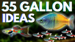 Top 5 Fish for a 55 Gallon Aquarium [upl. by Navad]