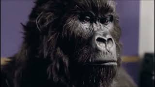 Iconic Cadbury Gorilla Drummer Ad  Phil Collins  In the Air Tonight Commercial [upl. by Sipple]