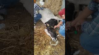 Urea poisoning in cattle dairy firstaid milk cow milk [upl. by Starr]