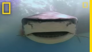 Dugongs vs Tiger Sharks  National Geographic [upl. by Ellezaj34]