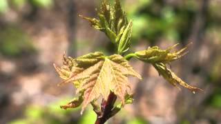 Plant portrait  Red maple Acer rubrum [upl. by Notneiuq567]