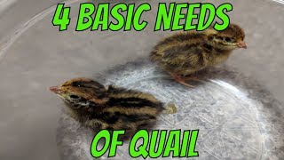 4 Basic Needs of Quail [upl. by Orabel145]