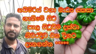 නයිමිරිස් වගා මාධ්‍ය සකසා ගැනිමේ සිට පැල සිටුවීම දක්වා එක පිලිවෙලට දැනගන්න [upl. by Ikcir724]